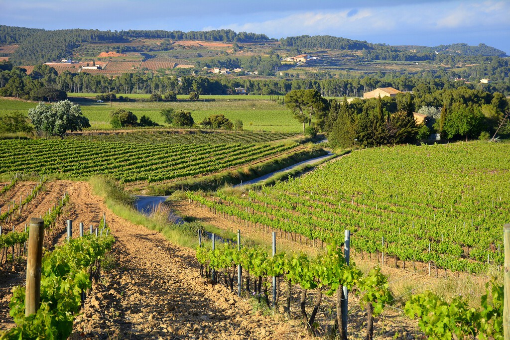 España tiene un grave problema con el vino: la cosecha es tan buena que su precio se está desplomando en origen