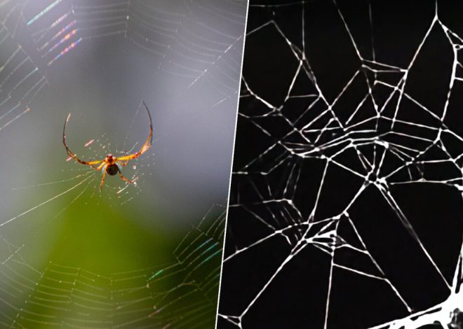 En 1995, la NASA se puso a drogar arañas con anfetaminas, marihuana y la más devastadora: cafeína